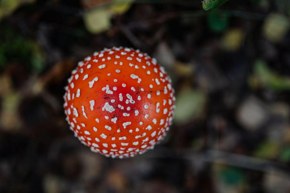 Toadstool growing in the forest Toadstool growing in the forest