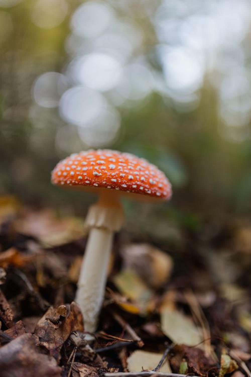 Toadstool growing in the forest Toadstool growing in the forest
