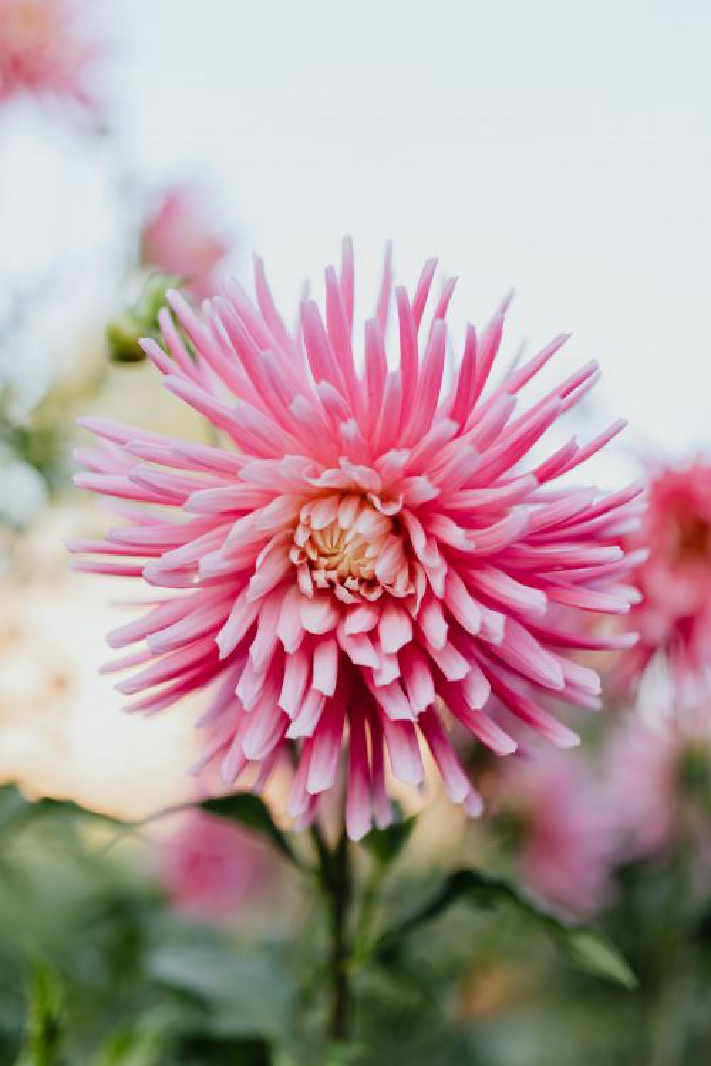 Beautiful colorful dahlia flowers Beautiful colorful dahlia flowers