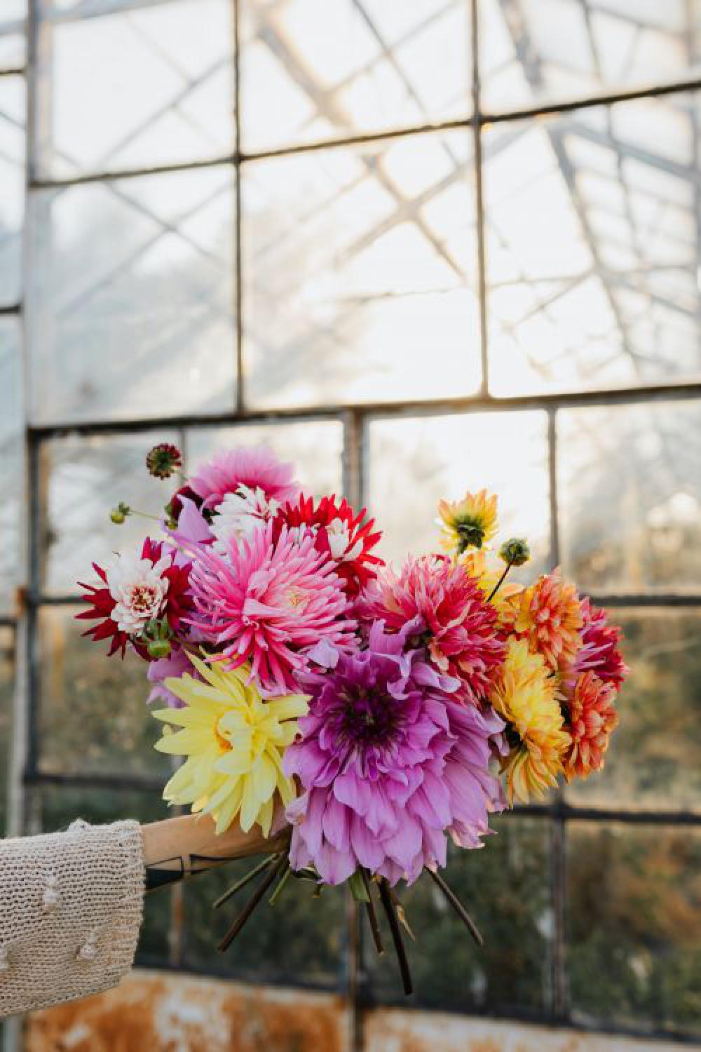 Beautiful colorful dahlia flowers Beautiful colorful dahlia flowers