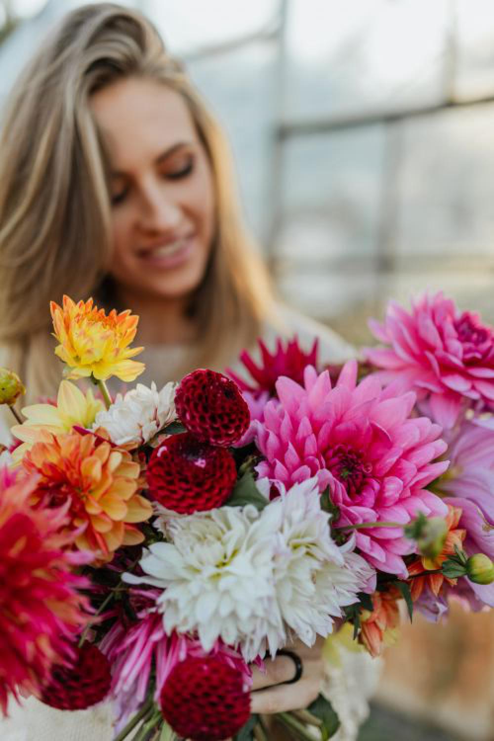 Beautiful colorful dahlia flowers Beautiful colorful dahlia flowers