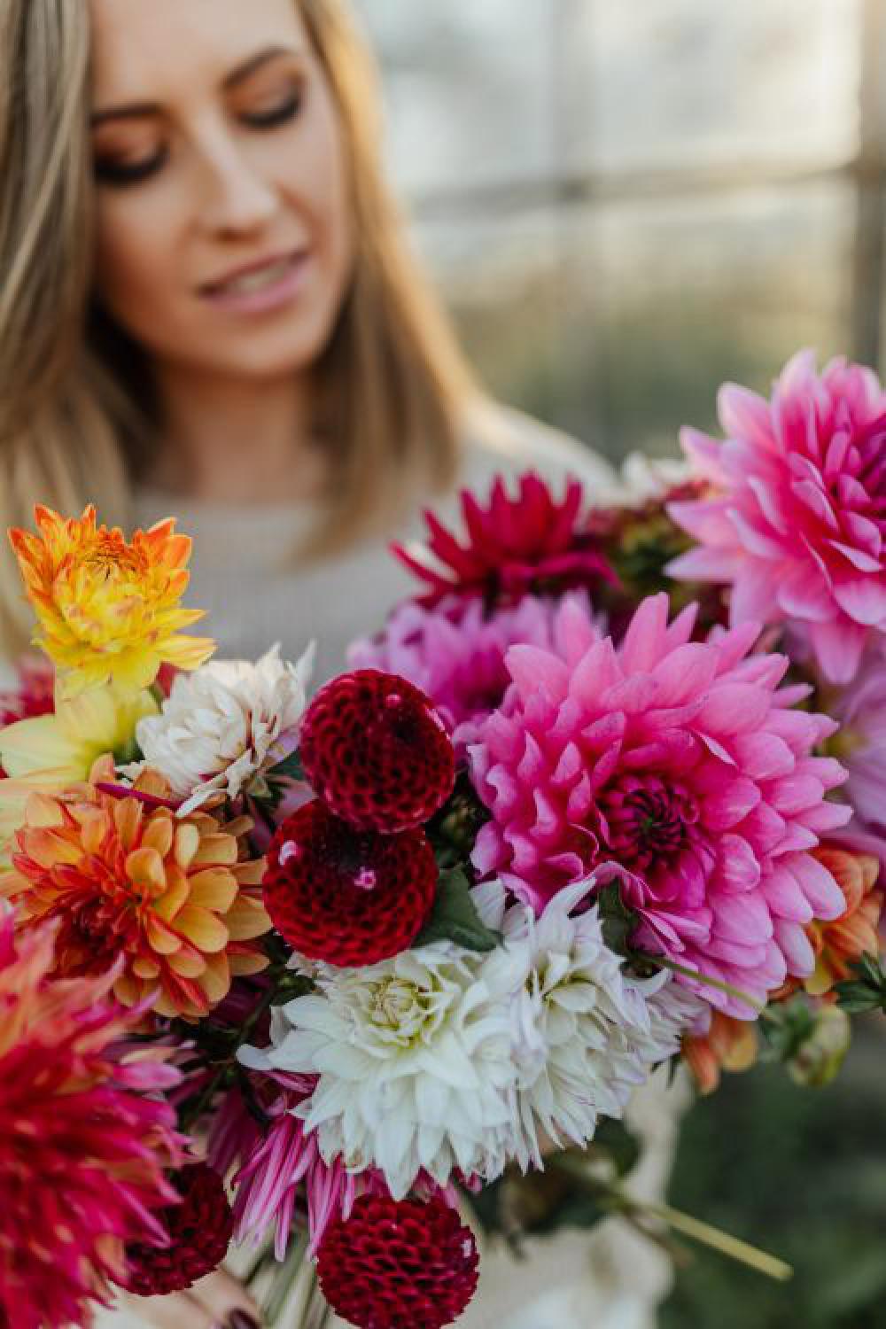 Beautiful colorful dahlia flowers Beautiful colorful dahlia flowers