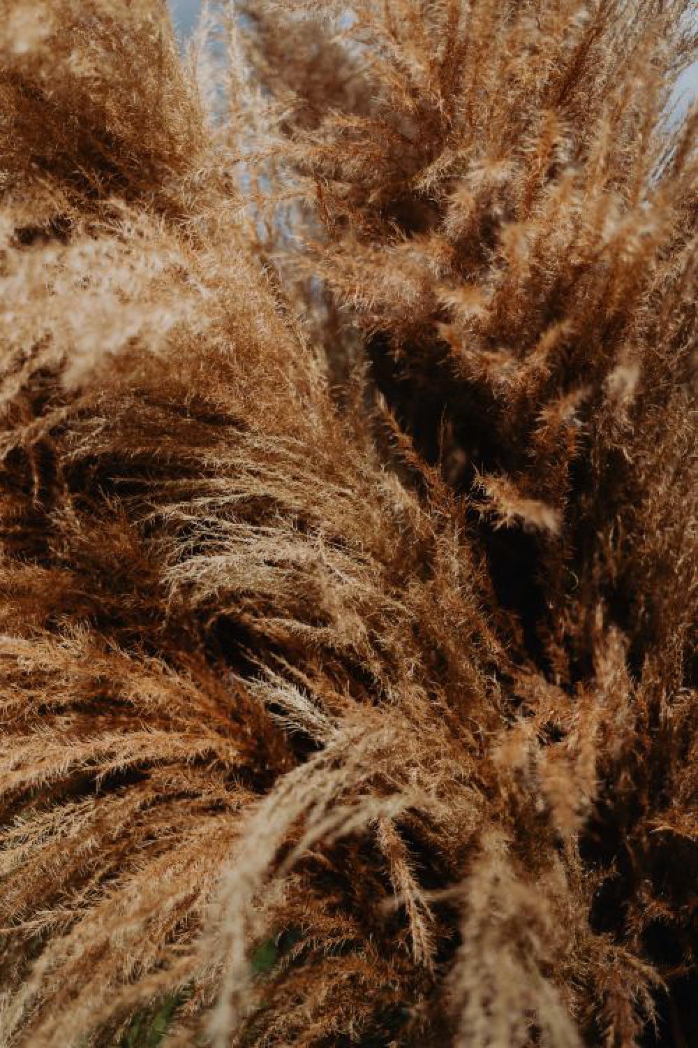The woman is holding the pampas grass The woman is holding the pampas grass