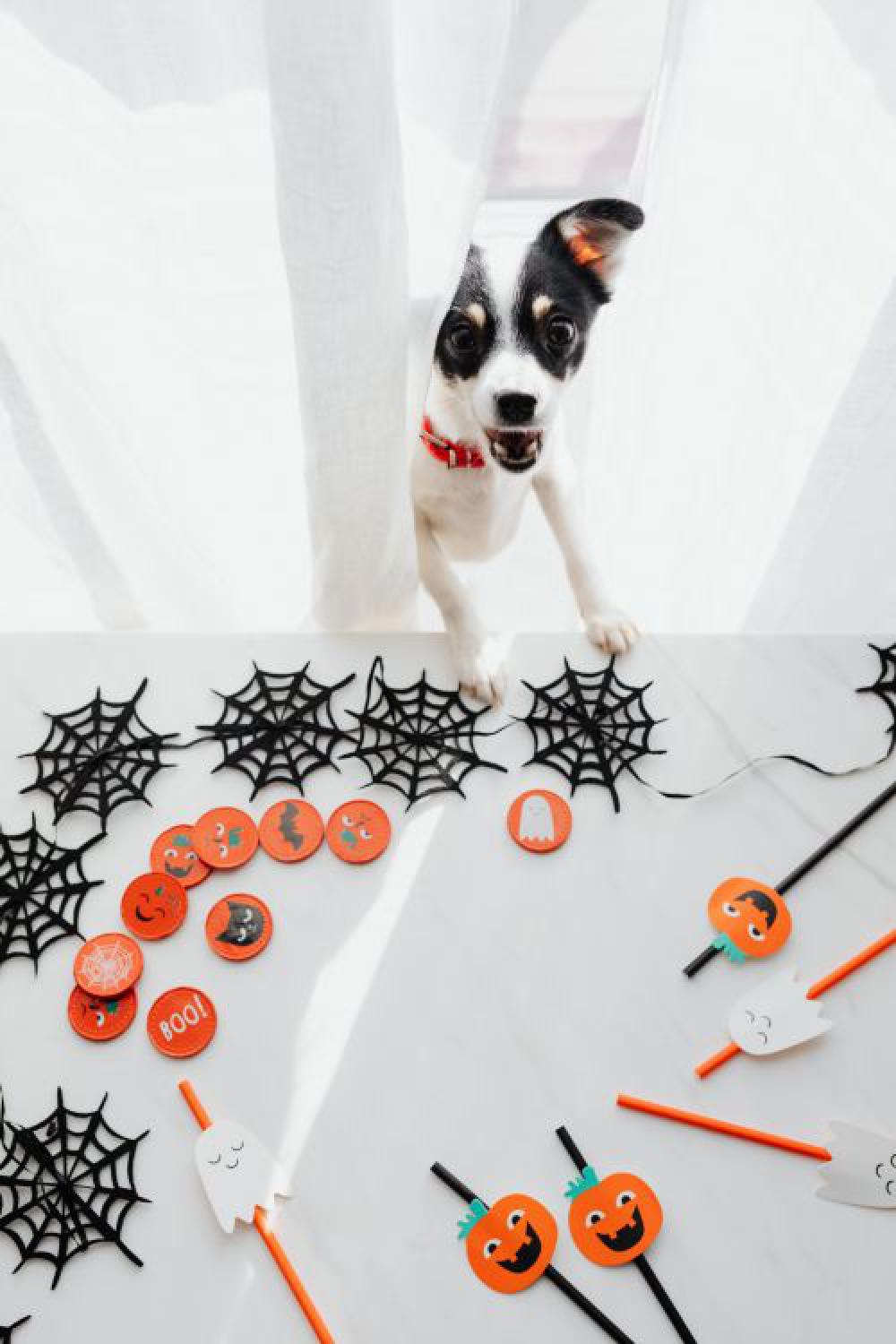 Halloween Decor Halloween Decor