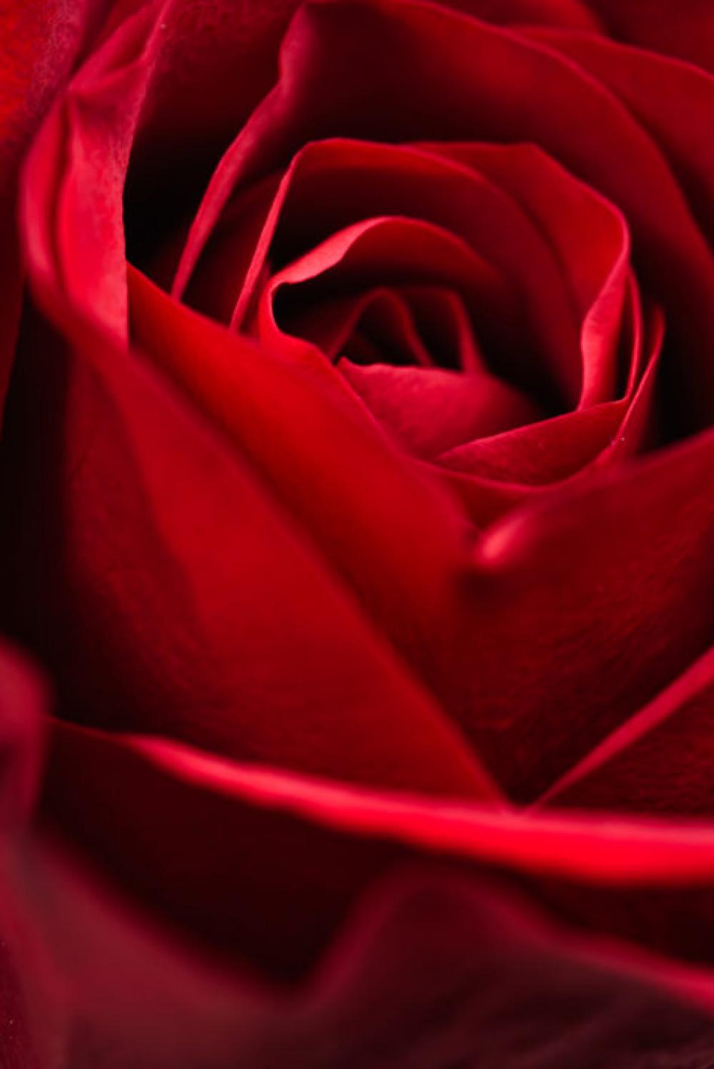 Red Rose Macro Free Photo Red Rose Macro Free Photo