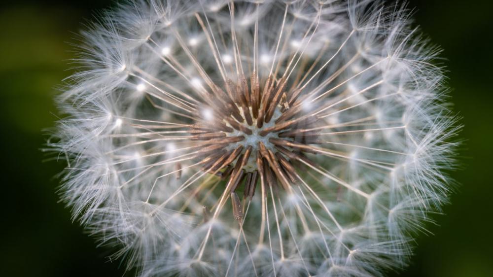 Dandelion Macro Free Photo Dandelion Macro Free Photo