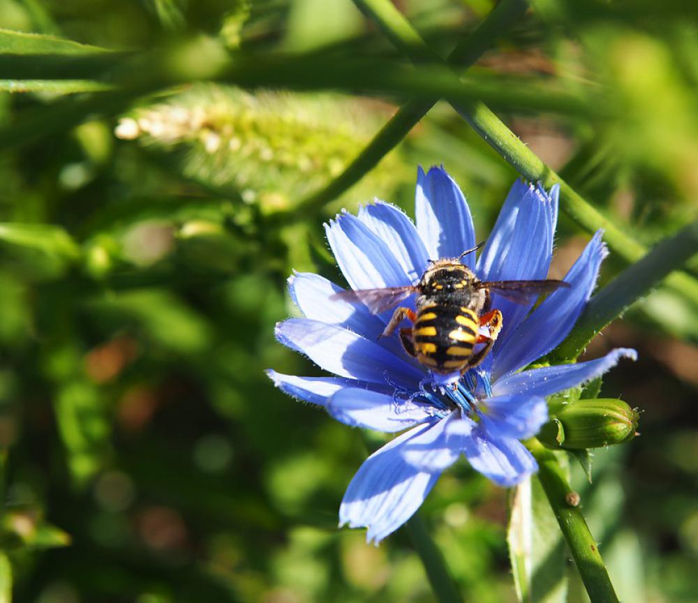 Intybus Chicory Flower Blue Wasp Intybus Chicory Flower Blue Wasp