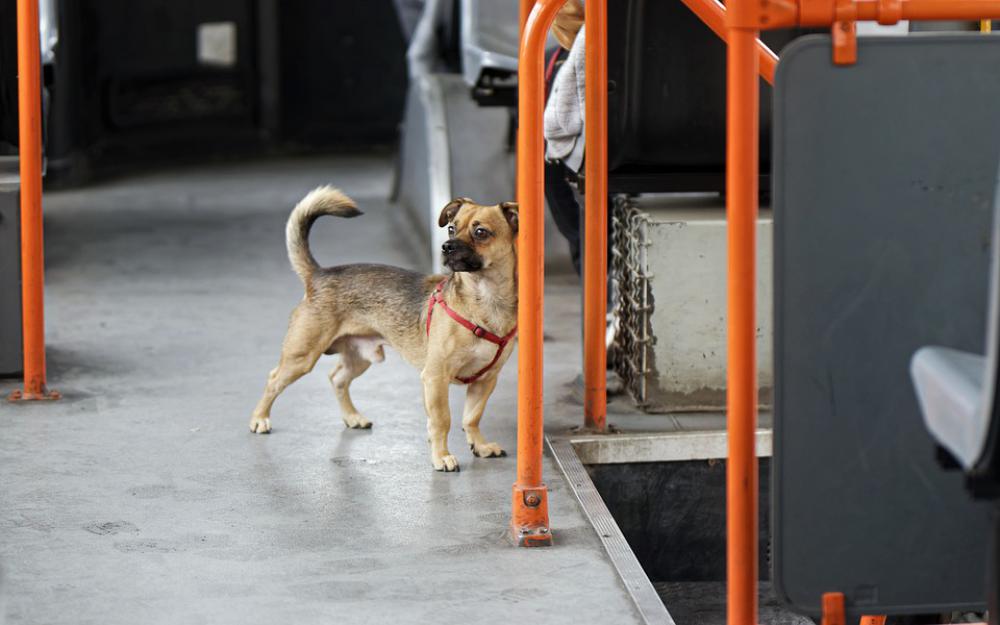 Dog Pet Canine Domestic Leash Cute Adorable Tram Dog Pet Canine Domestic Leash Cute Adorable Tram