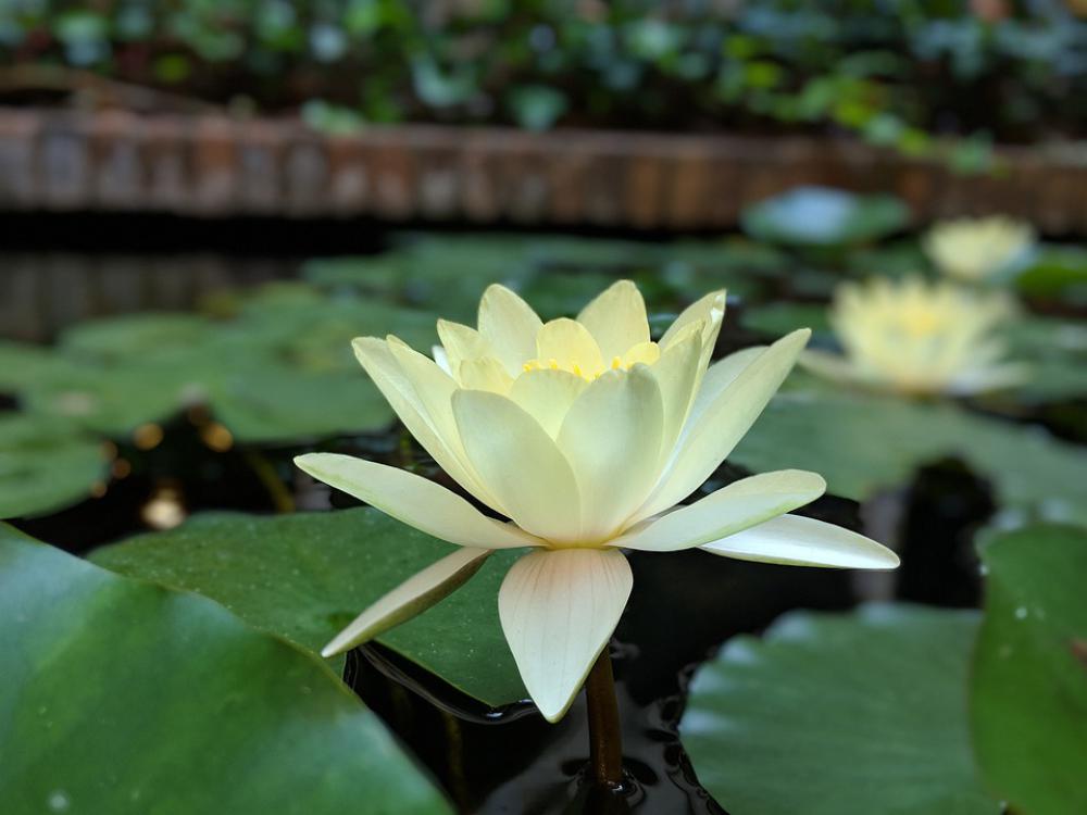 Lotus Green Lake Nature Bloom Flower Plant Water Lotus Green Lake Nature Bloom Flower Plant Water
