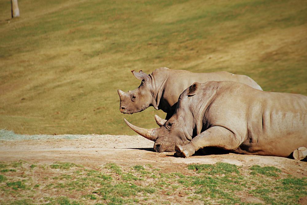 Rhino Zoo Animal Rhinoceros Mammal Safari Rhino Zoo Animal Rhinoceros Mammal Safari