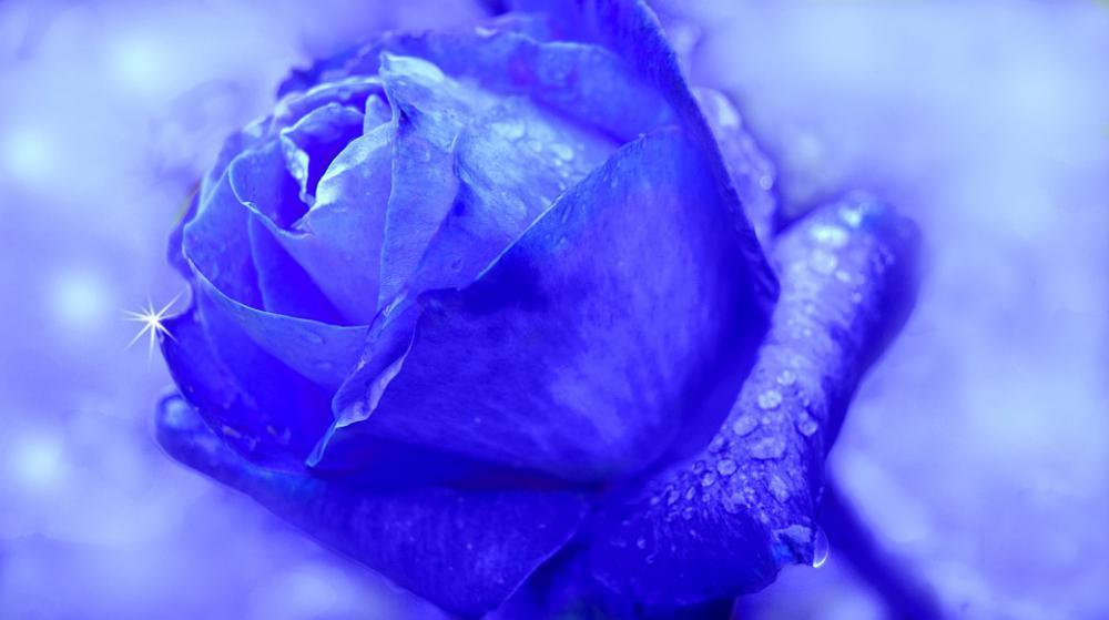 Rose Blue Flower Blossom Bloom Rose Blue Flower Blossom Bloom
