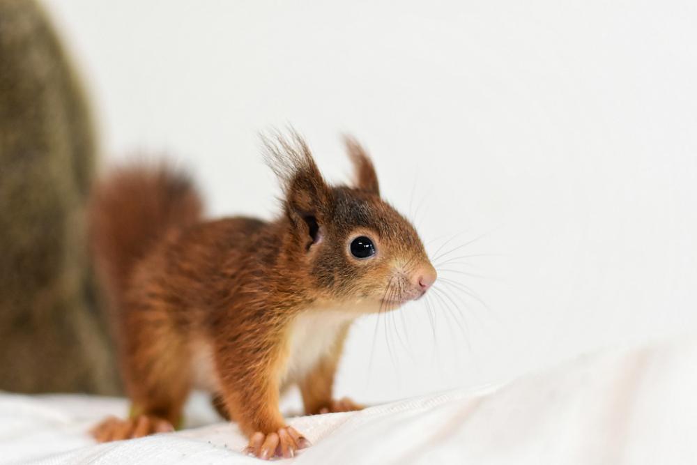 Squirrel Young Animal Small Young Cute Rodent Squirrel Young Animal Small Young Cute Rodent