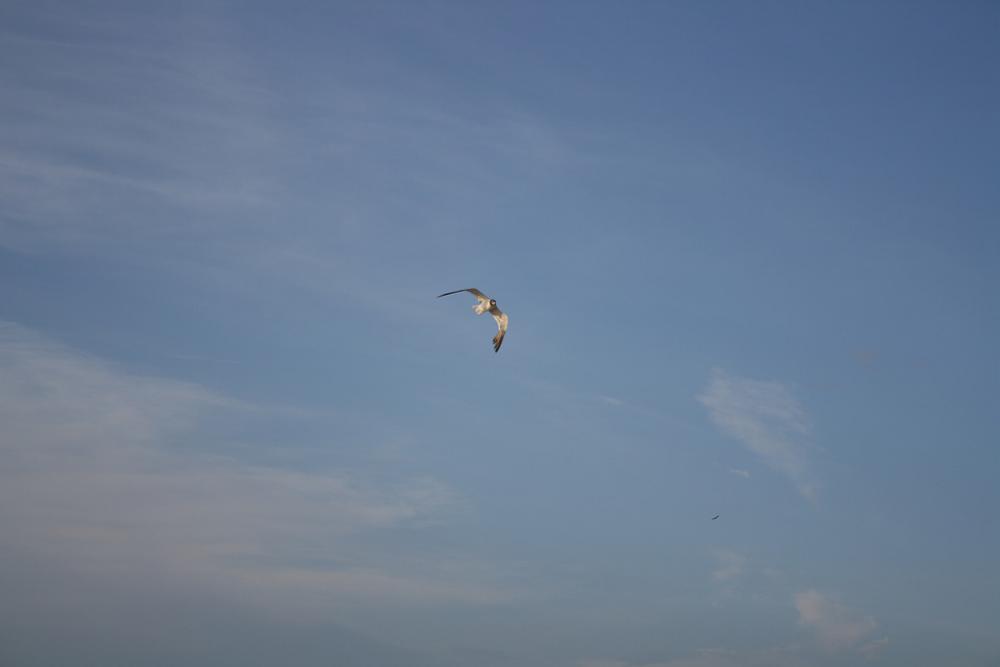Seagull Sky Blue Sky Seagull Sky Blue Sky
