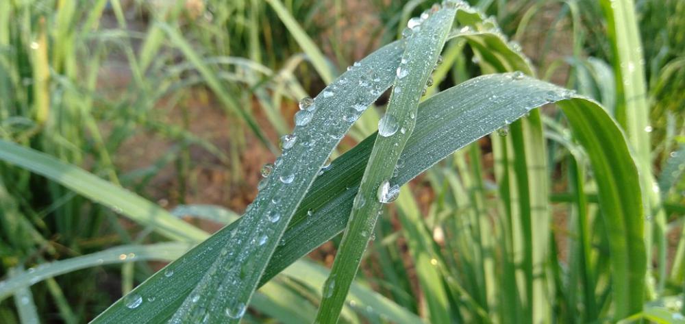 Fresh Light Water Green Plant Wet Environment Fresh Light Water Green Plant Wet Environment
