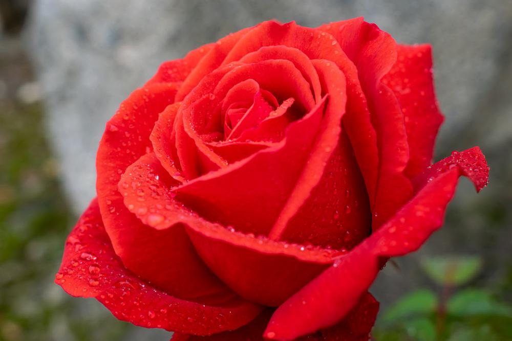 Red Rose Raindrop Romantic Macro Close Up Petals Red Rose Raindrop Romantic Macro Close Up Petals