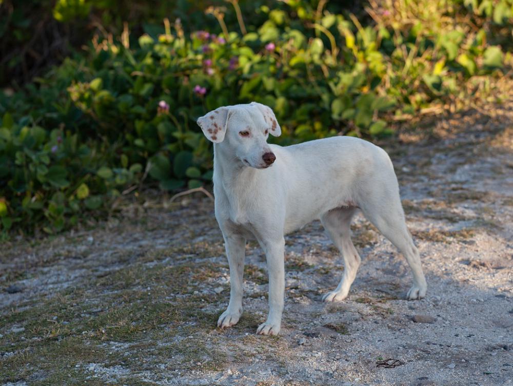 Stray Dog On Beach White Dog Stray Dog Beach Dog Stray Dog On Beach White Dog Stray Dog Beach Dog