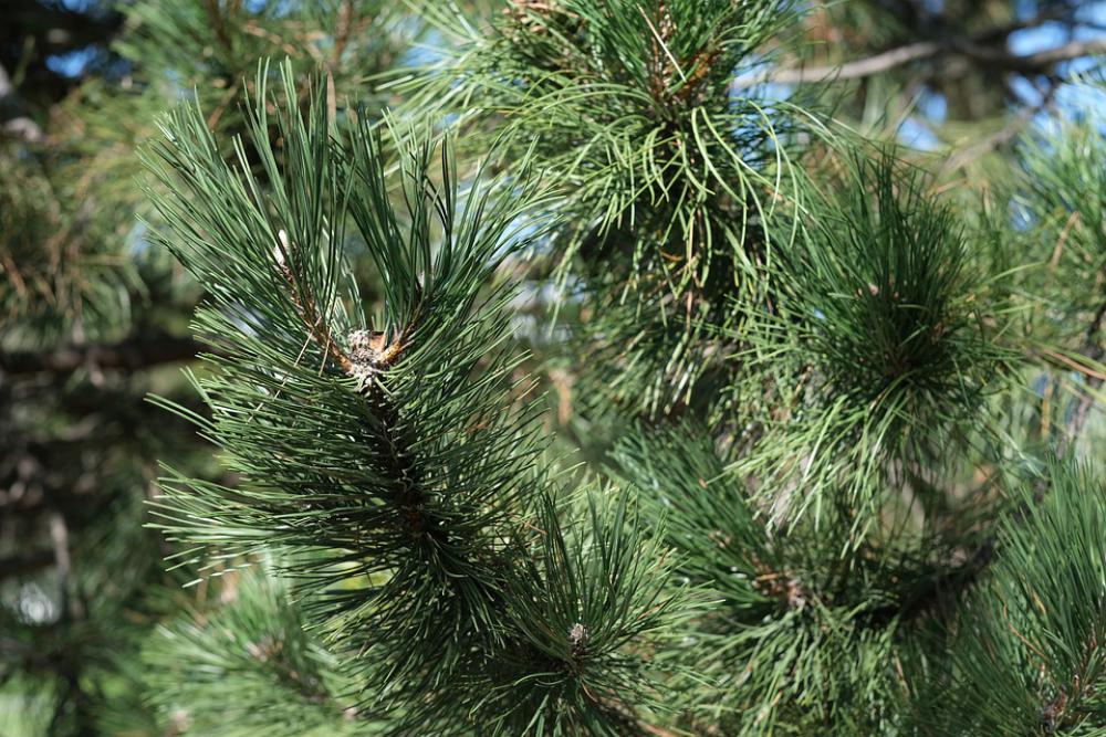 Needles Pine Tree Green Wallpaper Background Needles Pine Tree Green Wallpaper Background