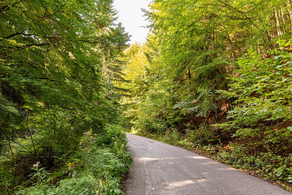 Nature Forest Path Trees Outdoors The Country Nature Forest Path Trees Outdoors The Country
