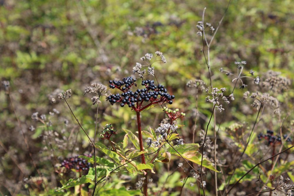 Elder Plant Green Shrub Elder Plant Green Shrub