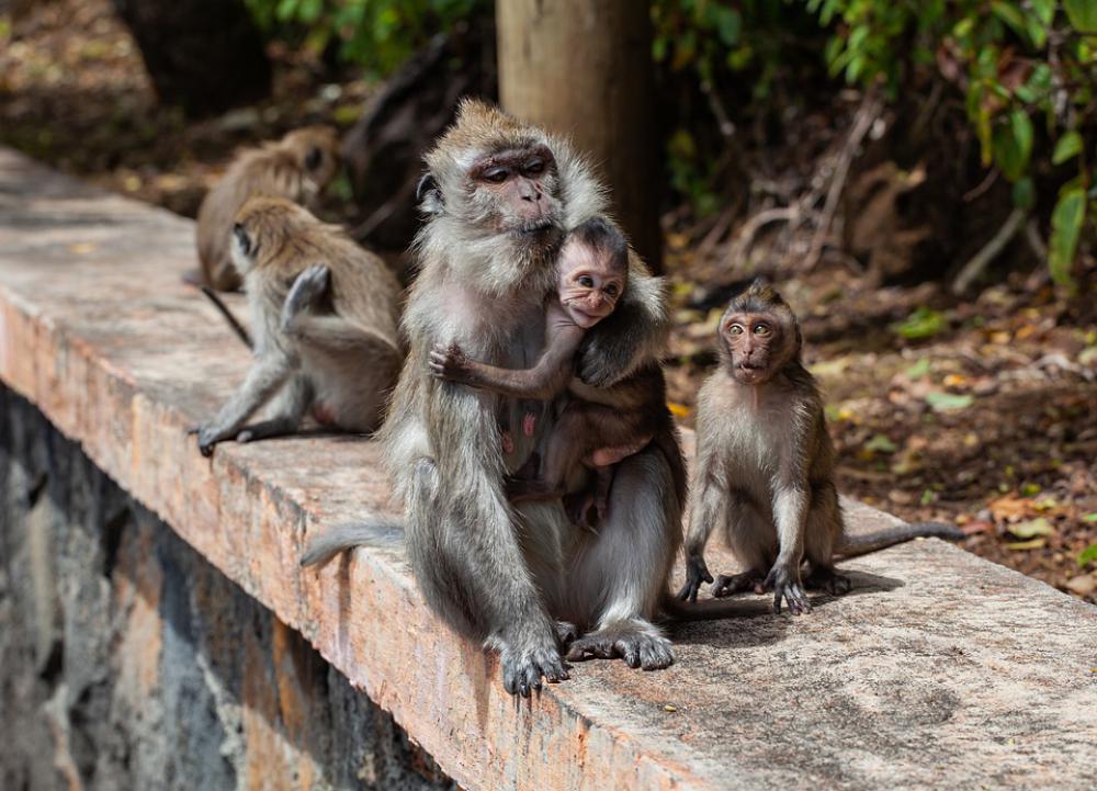 Long Tailed Macaque Crab-Eating Macaque Macaque Long Tailed Macaque Crab-Eating Macaque Macaque