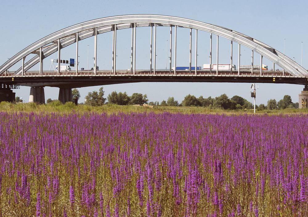 Plants Bridge Landscape Outdoor Nature Beauty Plants Bridge Landscape Outdoor Nature Beauty