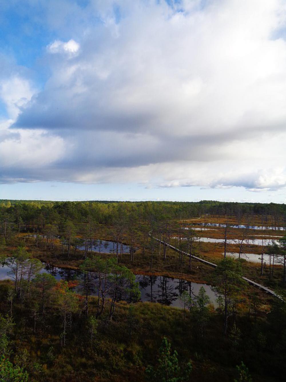 Estonia Viru Bog Nature Walk Walking Landscape Estonia Viru Bog Nature Walk Walking Landscape
