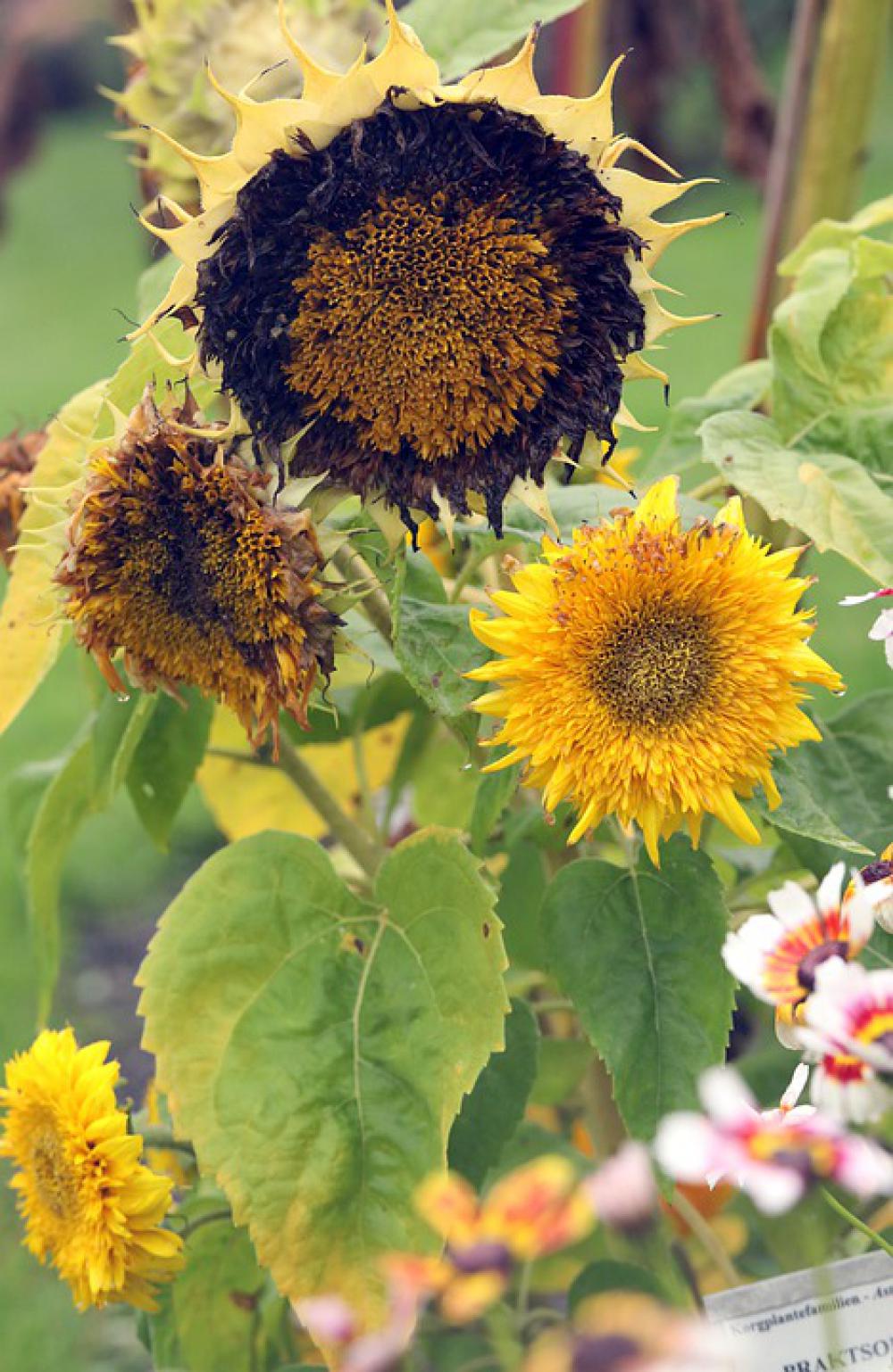 Sunflower Flower Nature Garden Blossom Yellow Sunflower Flower Nature Garden Blossom Yellow