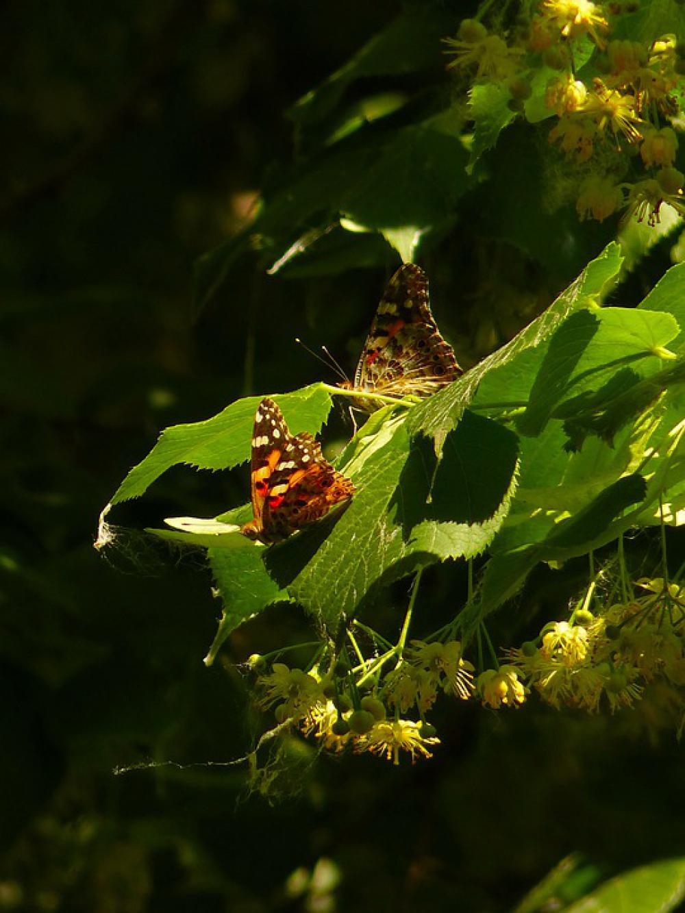 Butterfly Linden To Pollinate Pollination Nature Butterfly Linden To Pollinate Pollination Nature