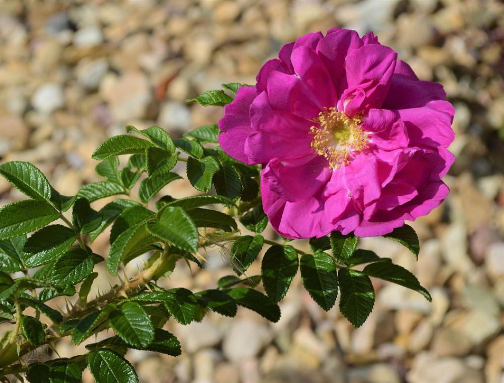 Rose Wild Rose Plant Bloom Flower Summer Garden Rose Wild Rose Plant Bloom Flower Summer Garden