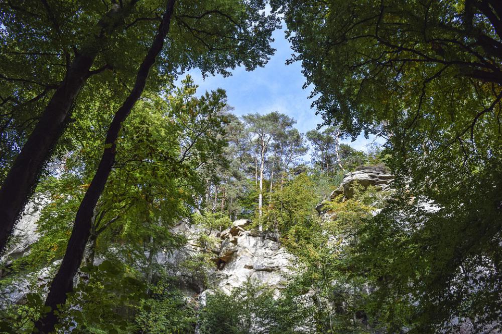 Forest Nature Landscape Trees Secret Away Green Forest Nature Landscape Trees Secret Away Green