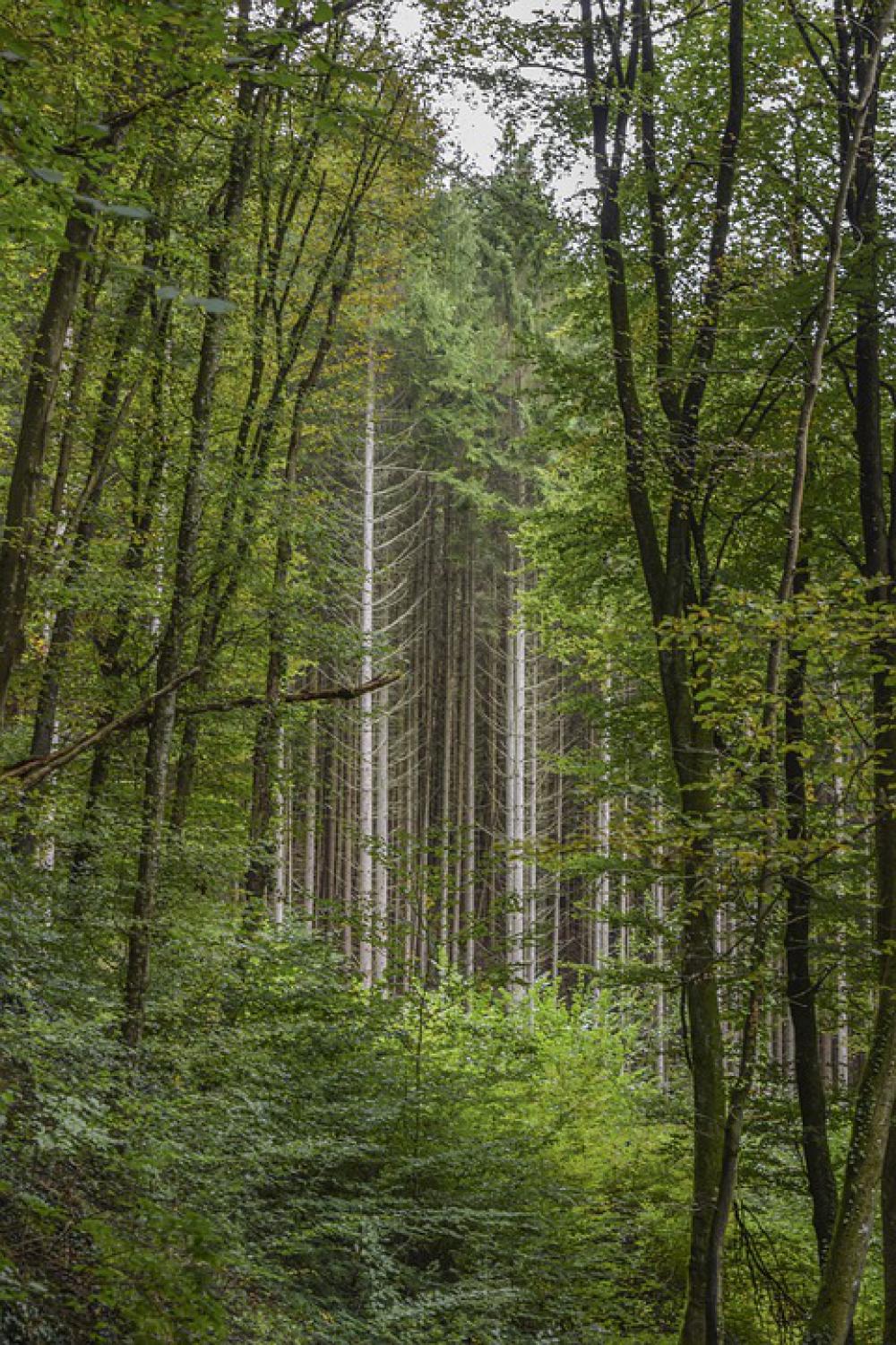 Forest Nature Landscape Trees Green Mood Light Forest Nature Landscape Trees Green Mood Light