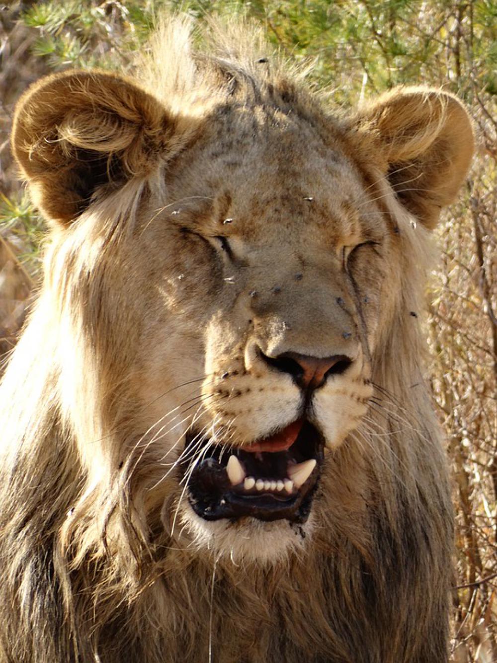 Lion'S Whelp Lion Big Cat Cat Wild Animal World Lion'S Whelp Lion Big Cat Cat Wild Animal World