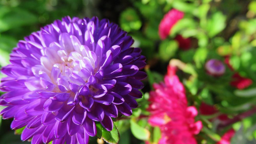 Flower Purple Bloom Nature Flower Purple Bloom Nature