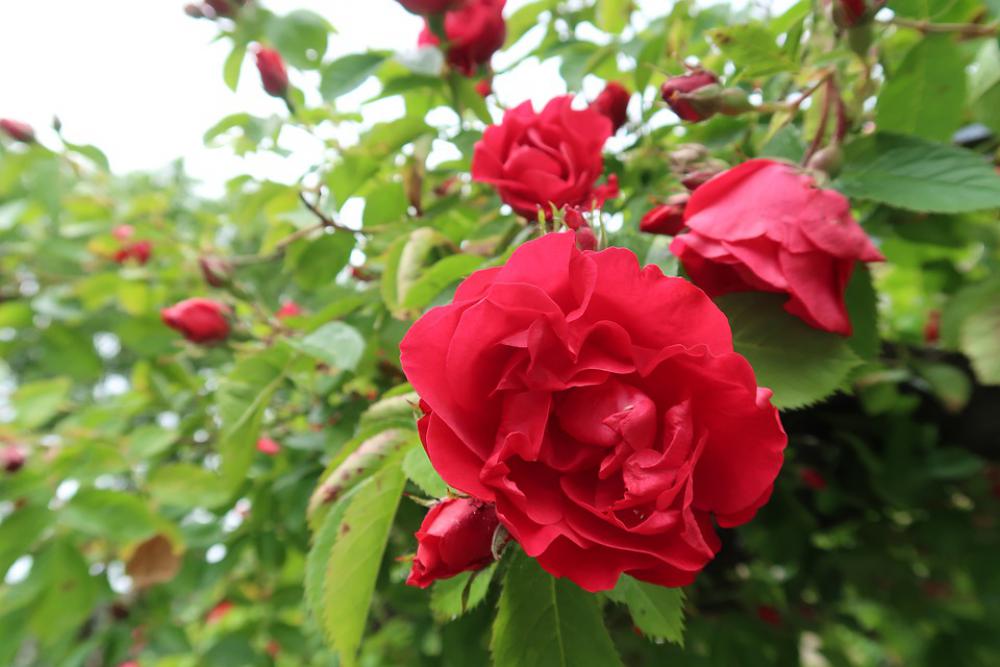 Rose Flower Bush Red Love Valentine Roses Rose Flower Bush Red Love Valentine Roses