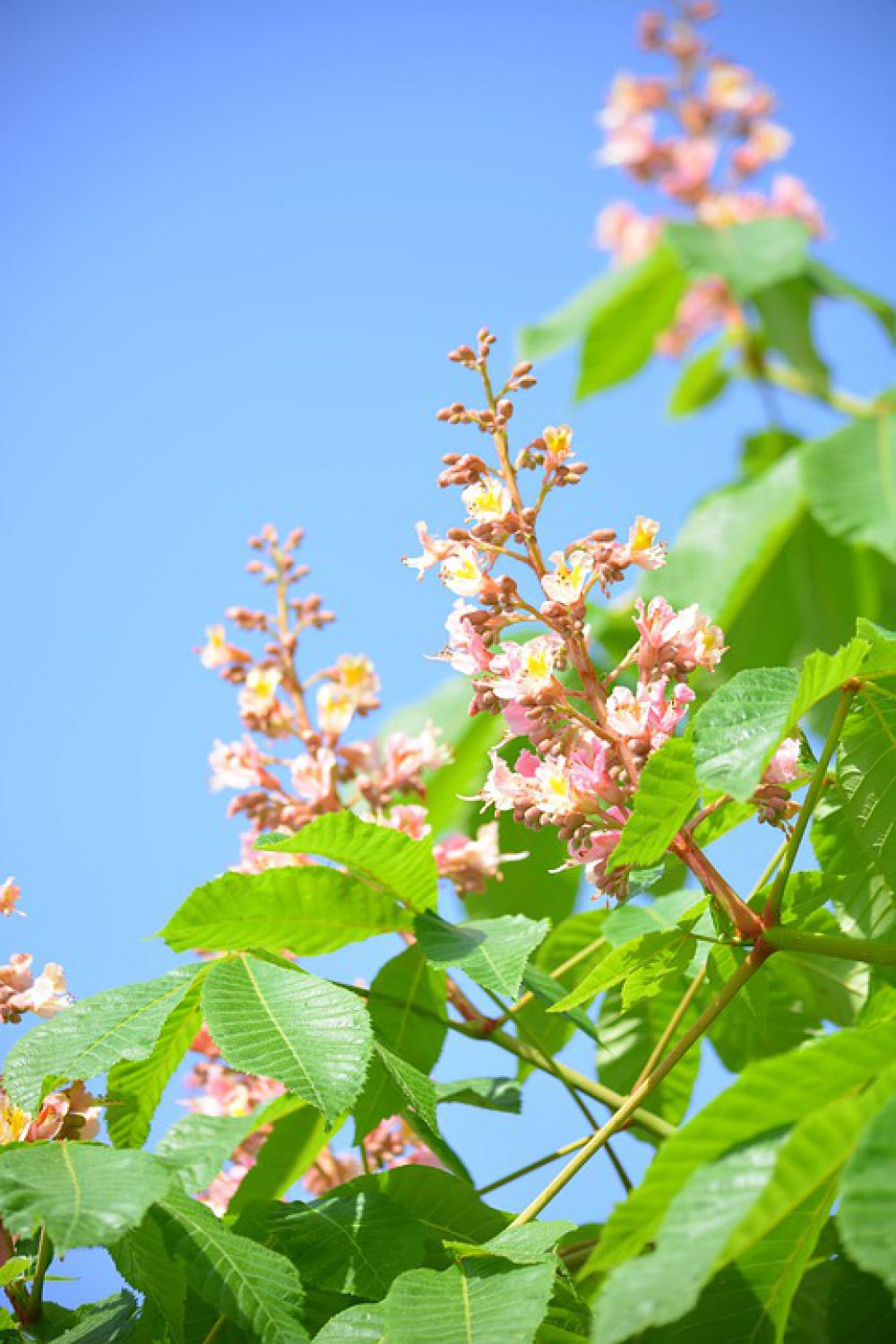 Spring Chestnut Tree Sky Blue Green Pink Leaves Spring Chestnut Tree Sky Blue Green Pink Leaves