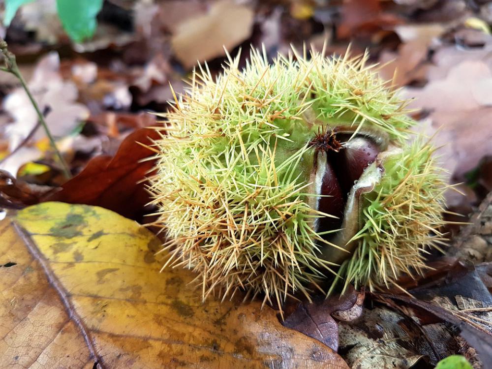 Chestnut Nature Autumn Autumn Mood Autumn Fruit Chestnut Nature Autumn Autumn Mood Autumn Fruit