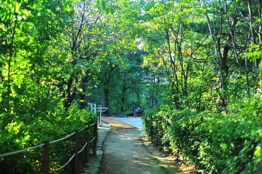Trails Park Forest Road Health Nature Wood Trails Park Forest Road Health Nature Wood