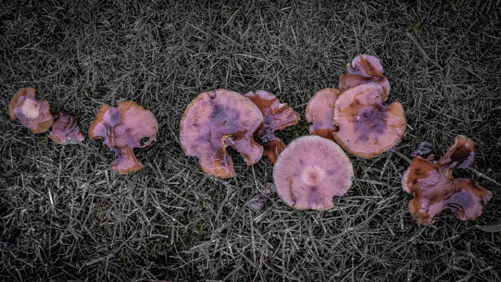 Mushroom Fungus Garden October Nature Autumn Mushroom Fungus Garden October Nature Autumn