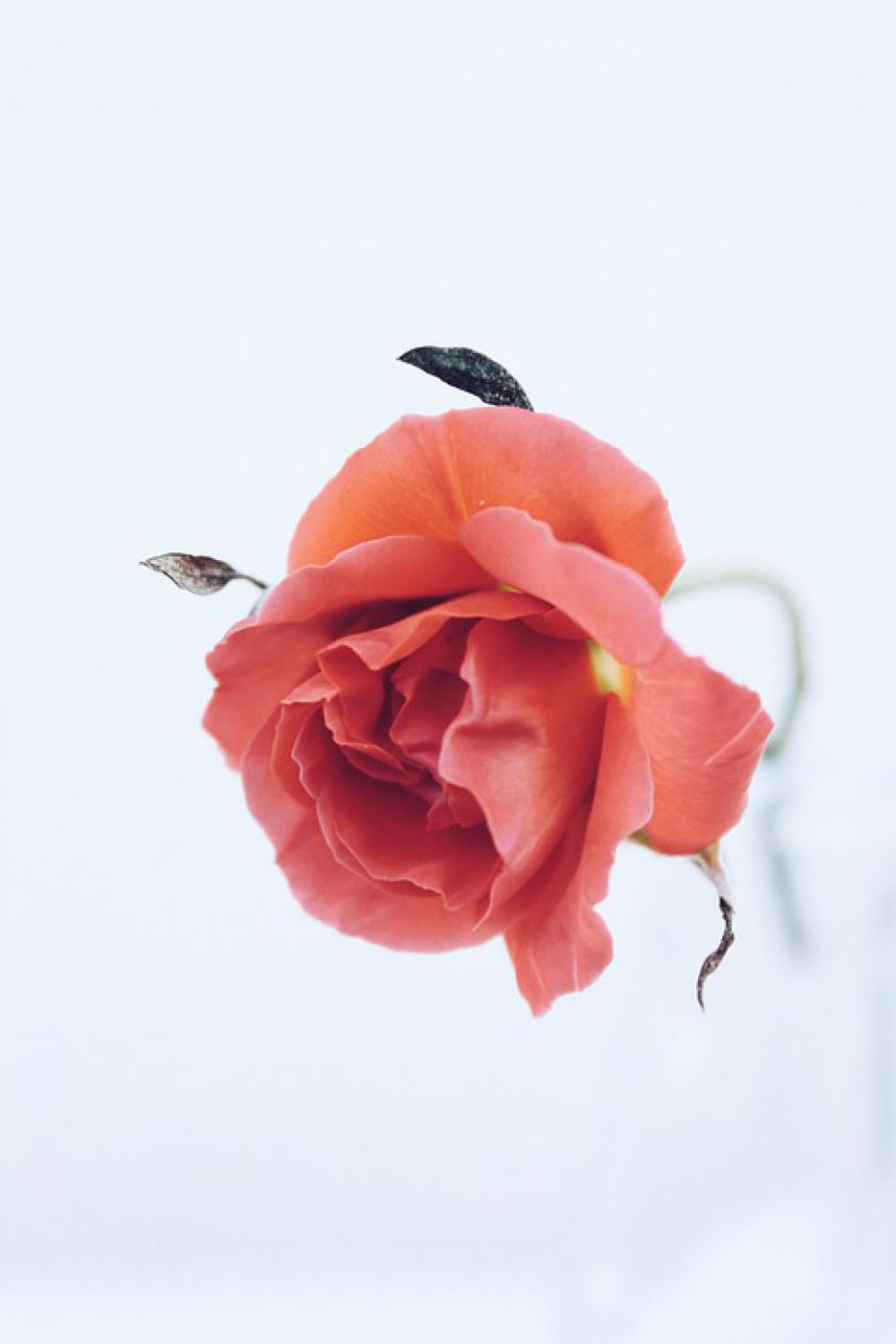Roses Red Autumn Nature Plant Flora Flowers Roses Red Autumn Nature Plant Flora Flowers