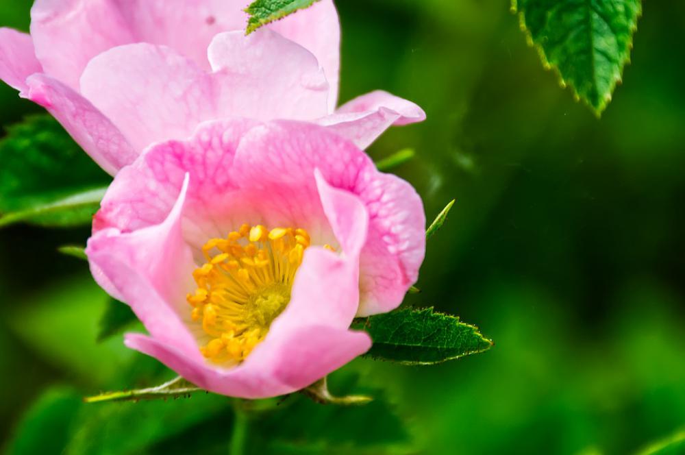 Flower Blossom Bloom Pollen Stamp Nature Plant Flower Blossom Bloom Pollen Stamp Nature Plant