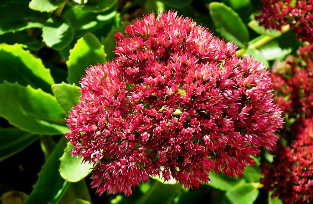 Sedum Flower Blooming Autumn Garden Nature Pink Sedum Flower Blooming Autumn Garden Nature Pink