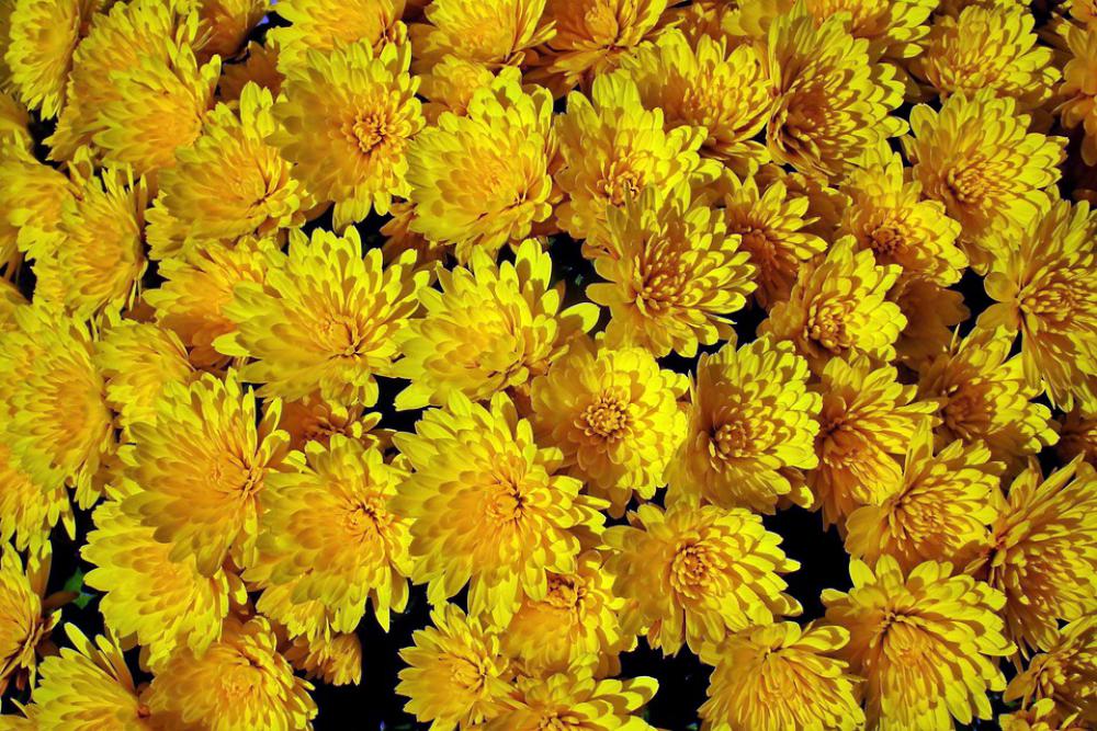 Chrysanthemum Flowers Yellow Autumn Nature Chrysanthemum Flowers Yellow Autumn Nature