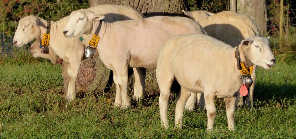 Sheep Group Agriculture Morning Sun Peaceful Grass Sheep Group Agriculture Morning Sun Peaceful Grass