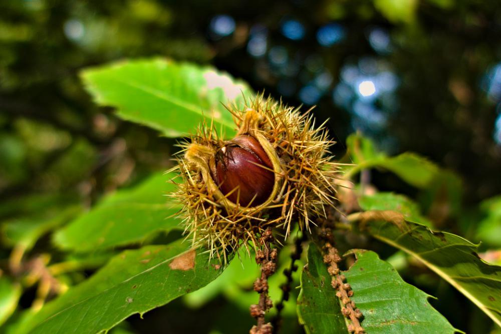 Chestnut Fall Nature Thorny Open Chestnut Fall Nature Thorny Open