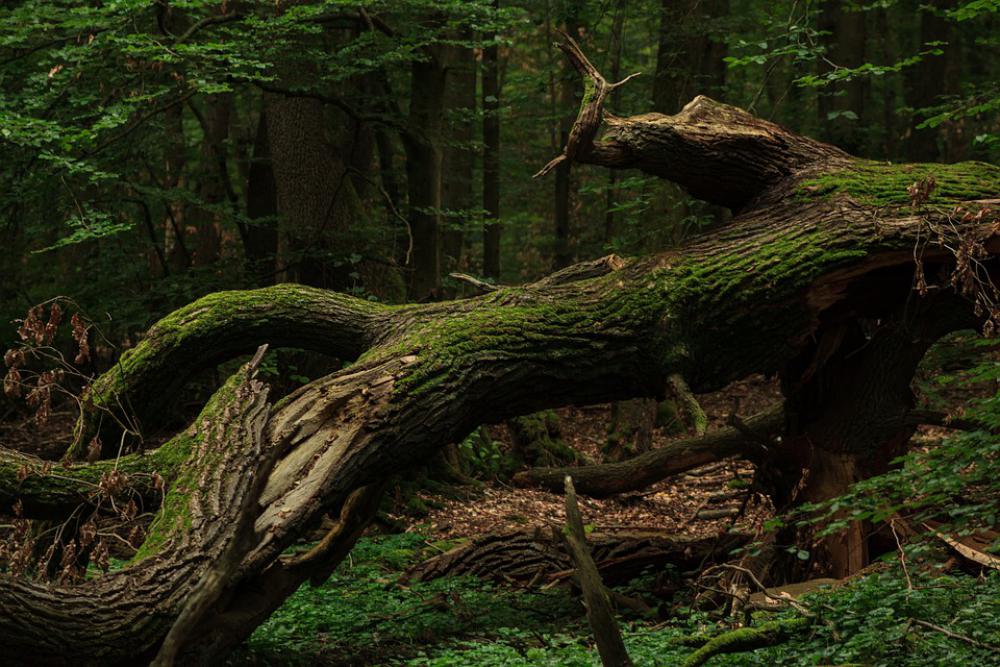 Tree Forest Nature Secret Leaves Green Fantasy Tree Forest Nature Secret Leaves Green Fantasy