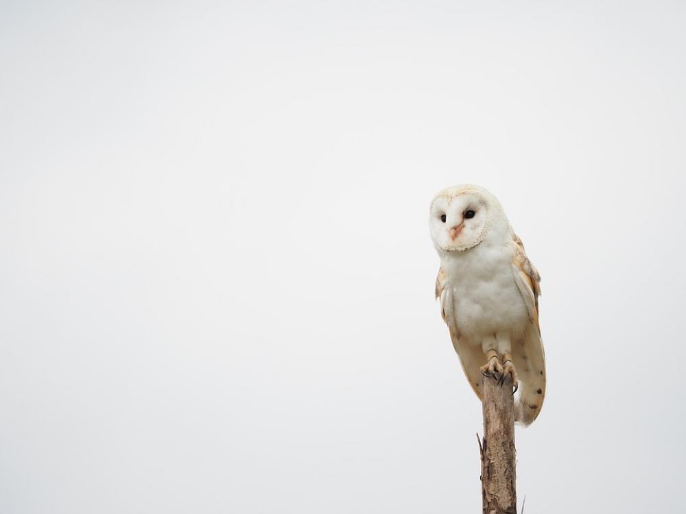Bird Animal Owl Barn Owl Wings Beak Feather Bird Animal Owl Barn Owl Wings Beak Feather
