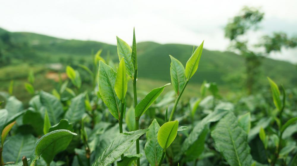 Tea Leaves Mountain The Leaves Tea Leaf Plants Tea Leaves Mountain The Leaves Tea Leaf Plants