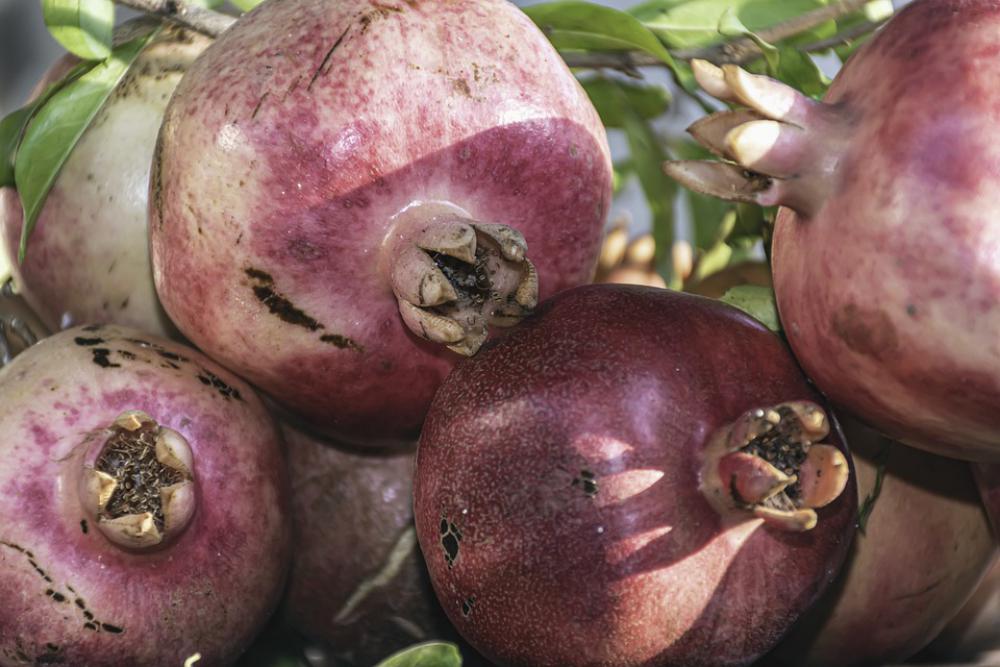 Health Day Pomegranates Ripe Harvest Delicious Health Day Pomegranates Ripe Harvest Delicious
