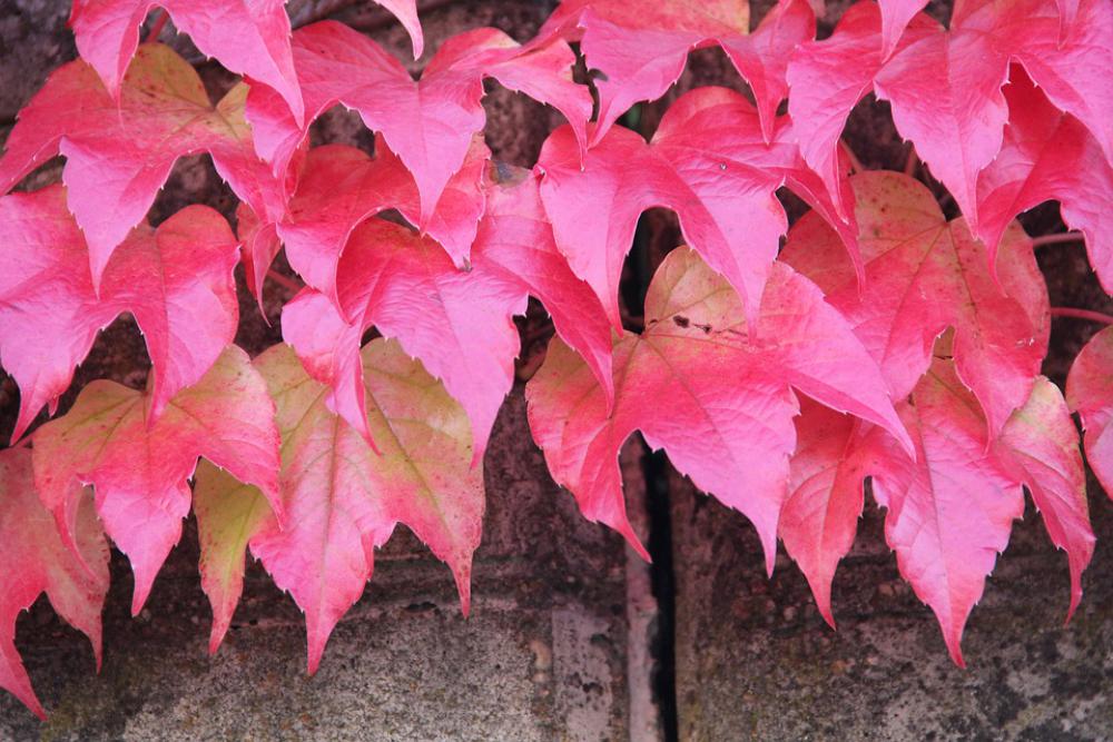 Wine Partner Fall Foliage Wall Pink Bright Wine Partner Fall Foliage Wall Pink Bright