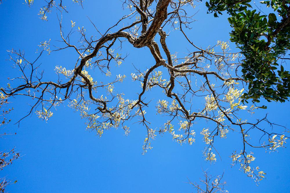 Blue Skies Twigs Germination Blue Skies Twigs Germination
